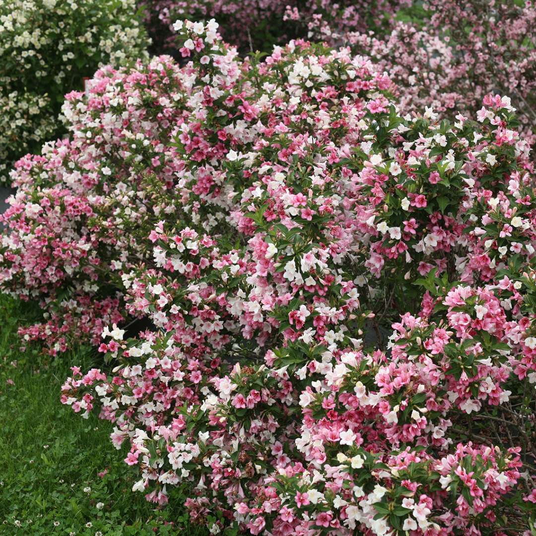 Czechmark Trilogy weigela in full bloom in the lansdcape displaying its tricolored flowers